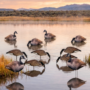 Core Canada Goose Decoys