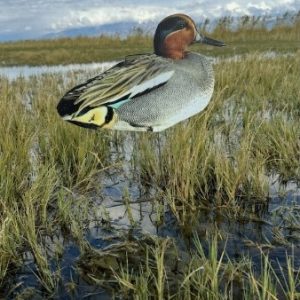 Core Green Wing Teal Decoys