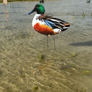 Core Northern Shoveler Duck Decoys