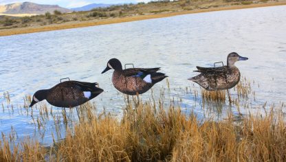 Immortal Series Blue Wing Teal Duck Decoys