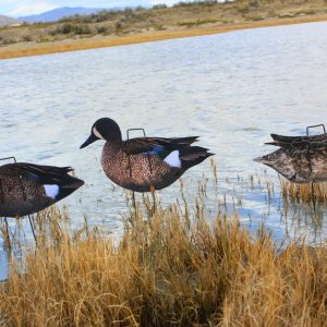Immortal Series Blue Wing Teal Duck Decoys