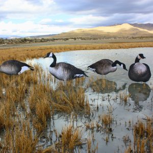 Immortal Series Canada Goose Decoys