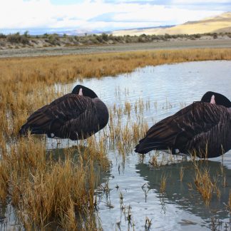 Immortal Canada Goose Sleepers