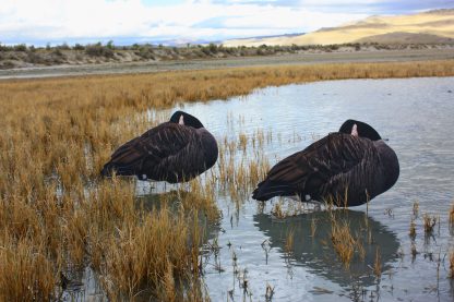 Immortal Canada Goose Sleepers