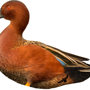 Immortal Series Cinnamon Teal Duck Decoys