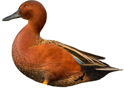 Immortal Series Cinnamon Teal Duck Decoys