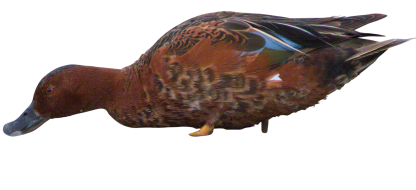 Immortal Series Cinnamon Teal Duck Decoys - Image 2