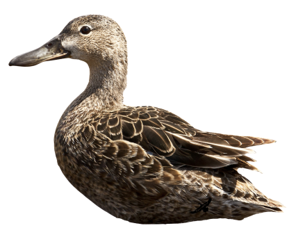 Immortal Series Cinnamon Teal Duck Decoys - Image 3