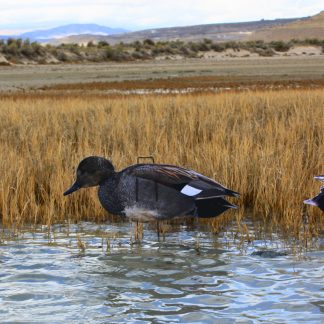 Immortal Series Gadwall Decoys