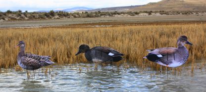 Immortal Series Gadwall Decoys