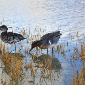 Immortal Series Green Wing Teal Decoys