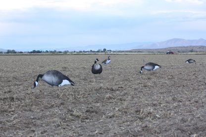Immortal Series Canada Goose Decoys - Image 2