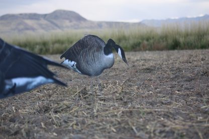 Immortal Series Canada Goose Decoys - Image 3