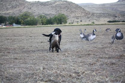 Immortal Series Canada Goose Decoys - Image 4