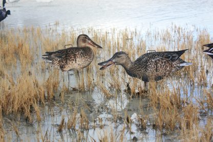 Immortal Series Northern Shoveler - Image 2