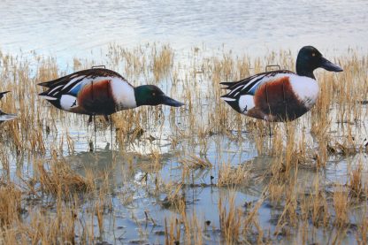 Immortal Series Northern Shoveler - Image 3