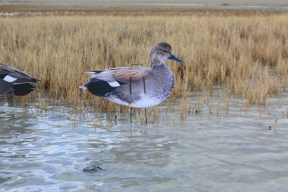 Immortal Series Gadwall Decoys - Image 2