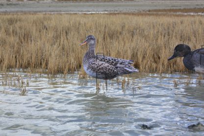 Immortal Series Gadwall Decoys - Image 4