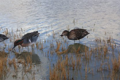Immortal Series Green Wing Teal Decoys - Image 3