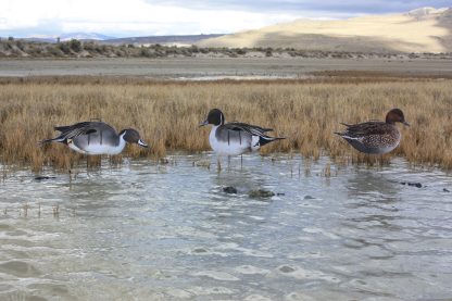 Immortal Series Pintail Decoys - Image 2