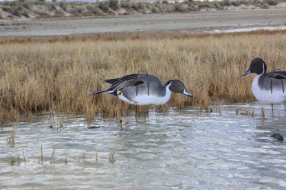Immortal Series Pintail Decoys - Image 4