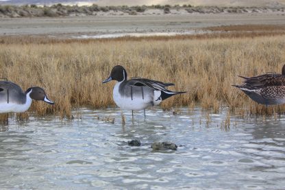 Immortal Series Pintail Decoys - Image 3
