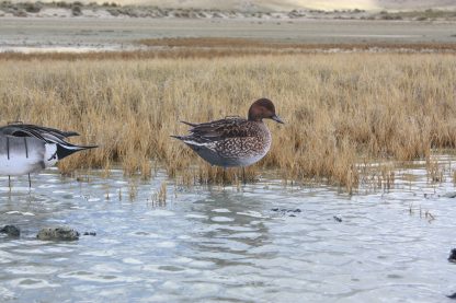 Immortal Series Pintail Decoys - Image 5