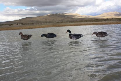 Immortal Series Mallard Duck Decoys - Image 2
