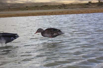 Immortal Series Mallard Duck Decoys - Image 3