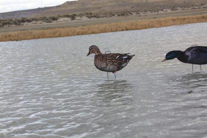 Immortal Series Mallard Duck Decoys - Image 6