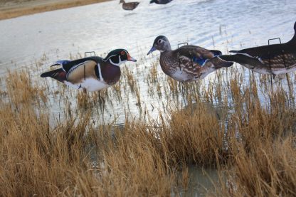 Immortal Series Wood Duck Decoys - Image 3