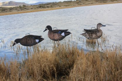 Immortal Series Blue Wing Teal Duck Decoys - Image 2