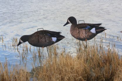 Immortal Series Blue Wing Teal Duck Decoys - Image 3
