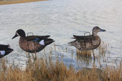 Immortal Series Blue Wing Teal Duck Decoys - Image 4