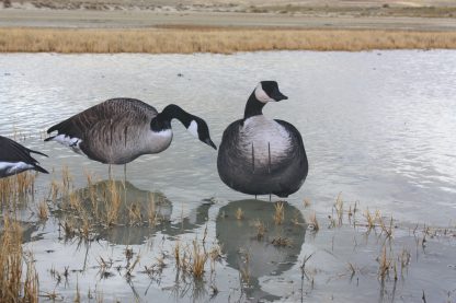 Immortal Series Canada Goose Decoys - Image 5
