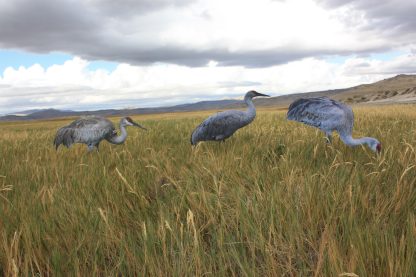 Core Series Sandhill Crane (Fully Flocked) - Image 2