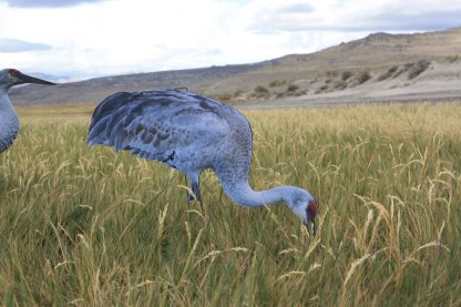 Core Series Sandhill Crane (Fully Flocked) - Image 3