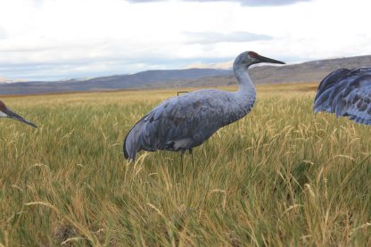 Core Series Sandhill Crane (Fully Flocked) - Image 4
