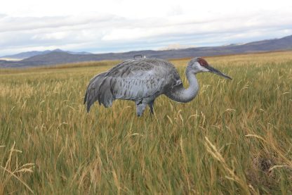 Core Series Sandhill Crane (Fully Flocked) - Image 5