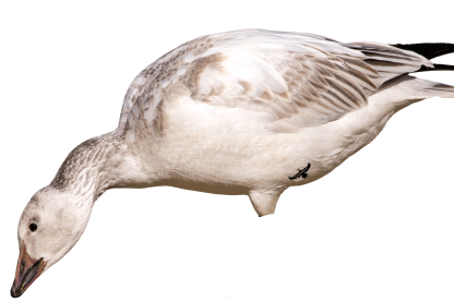 Immortal Series Snow Goose Decoys - Image 2