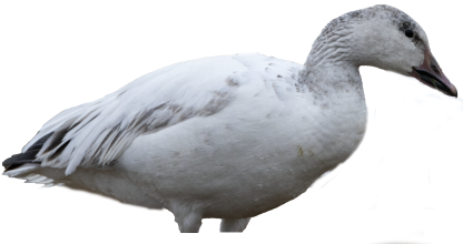 Immortal Series Snow Goose Decoys - Image 3