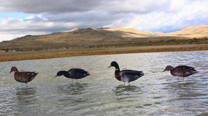 Immortal Series Mallard Duck Decoys