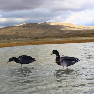 Immortal Series Mallard Duck Decoys