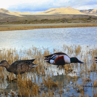 Immortal Series Northern Shoveler