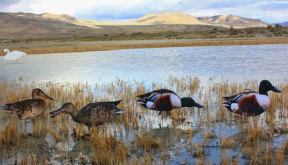 Immortal Series Northern Shoveler