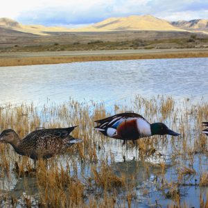 Immortal Series Northern Shoveler