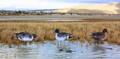 Immortal Series Pintail Decoys