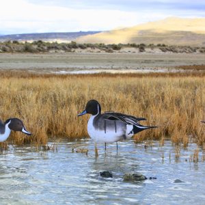 Immortal Series Pintail Decoys