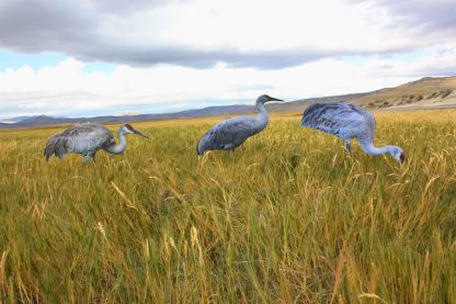 Core Series Sandhill Crane (Fully Flocked)