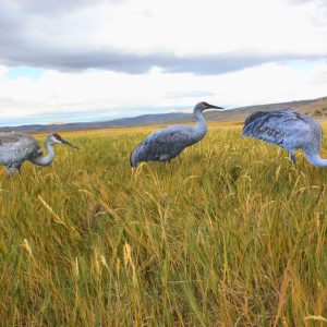 Core Series Sandhill Crane (Fully Flocked)